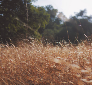 伯恩茅斯客场取胜伯恩利，保级前景一片光明